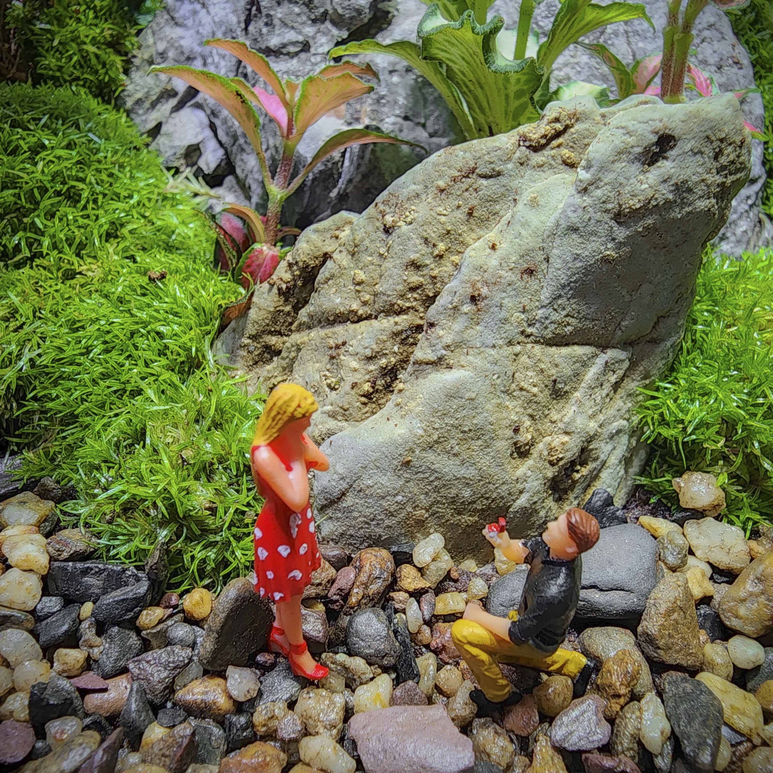 Terrarium Bus "Cầu hôn"
