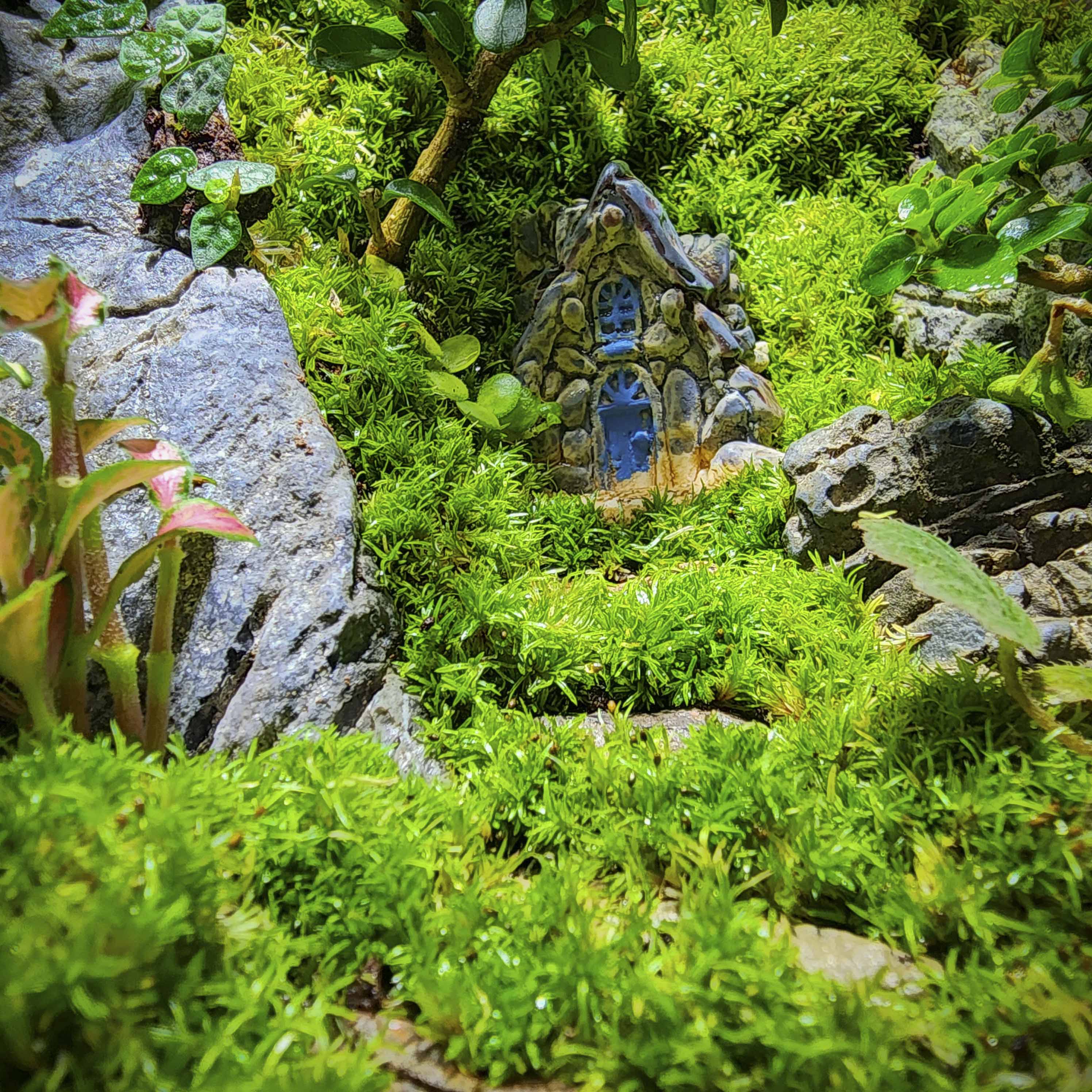 Terrarium Bus "Cầu hôn"
