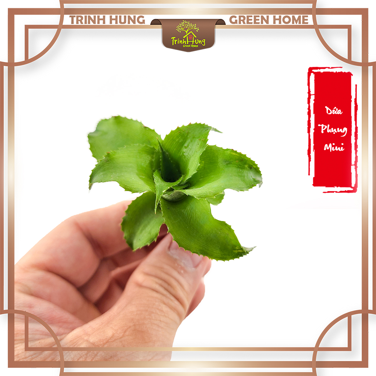 Dứa phụng mini