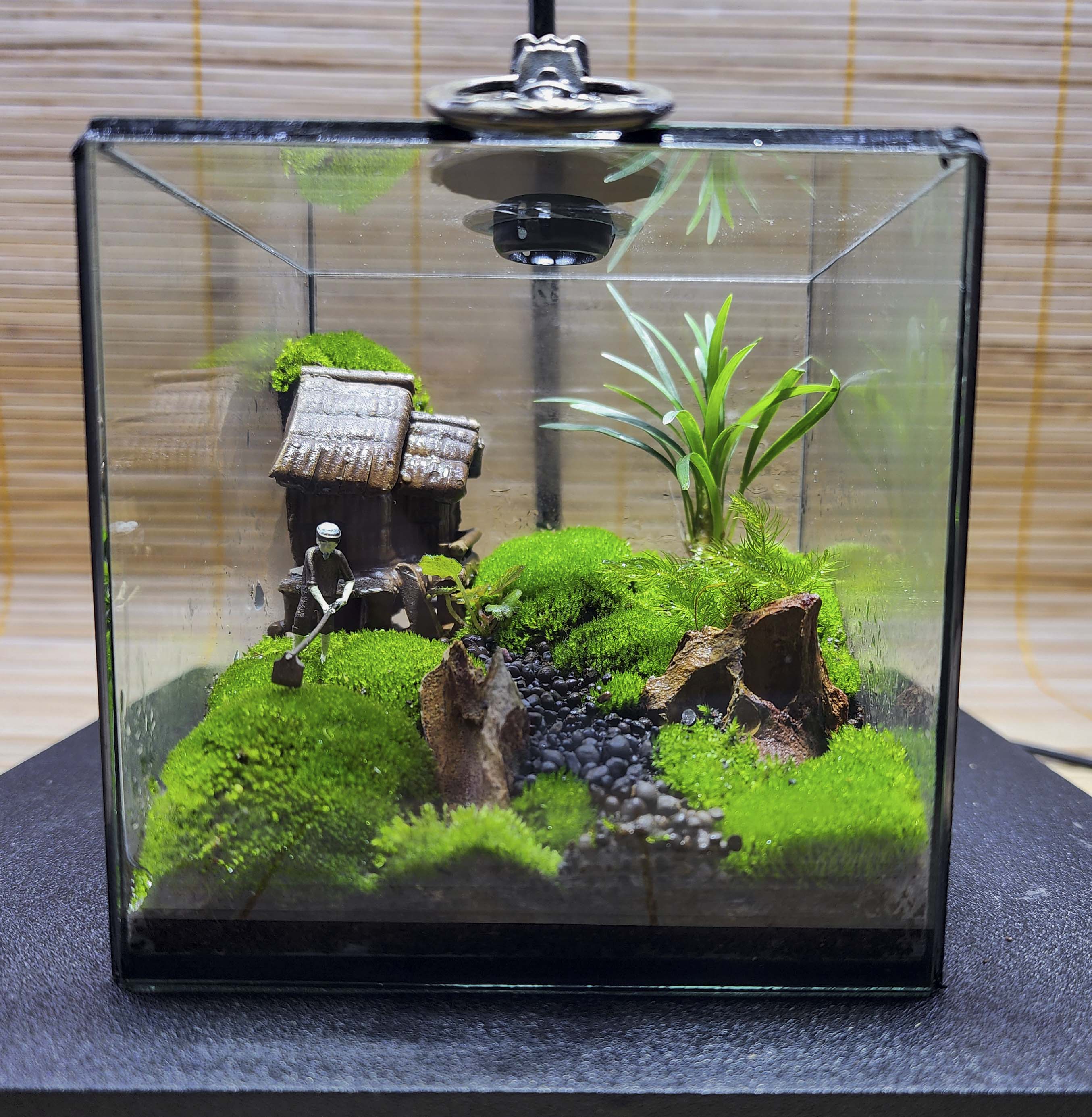 Terrarium cubic 10 "Lão nông"
