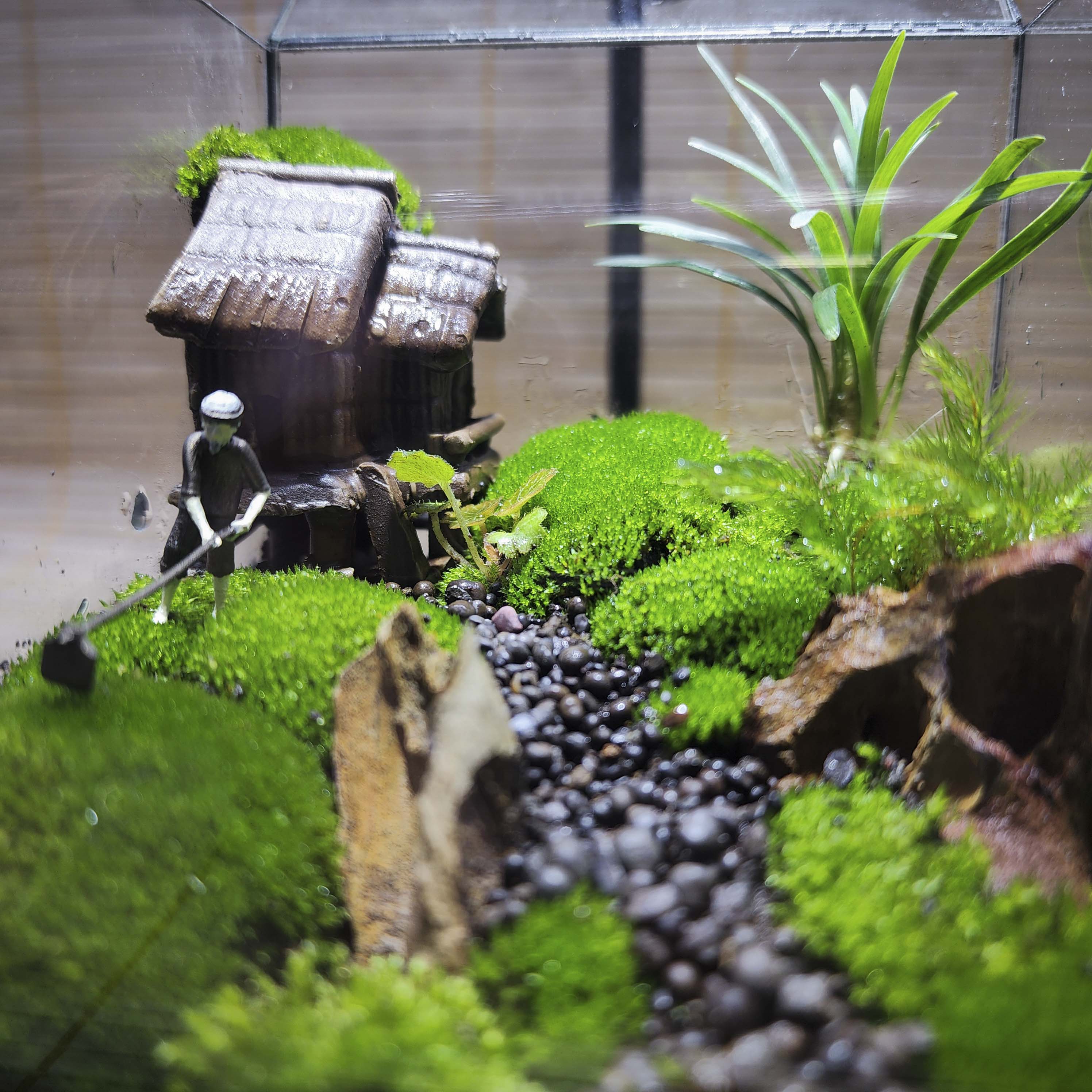 Terrarium cubic 10 "Lão nông"