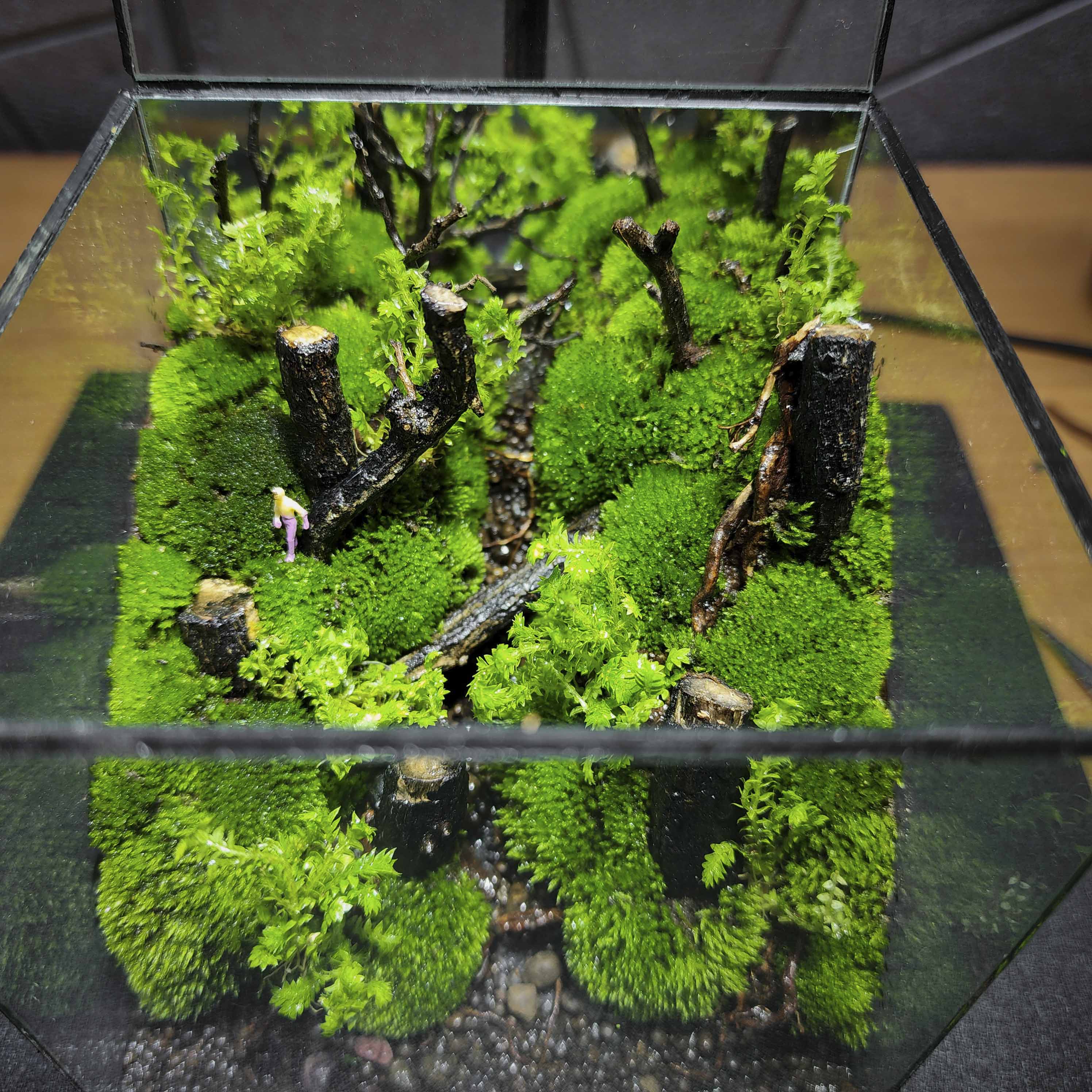 Terrarium cubic 10 "Dạo chơi"