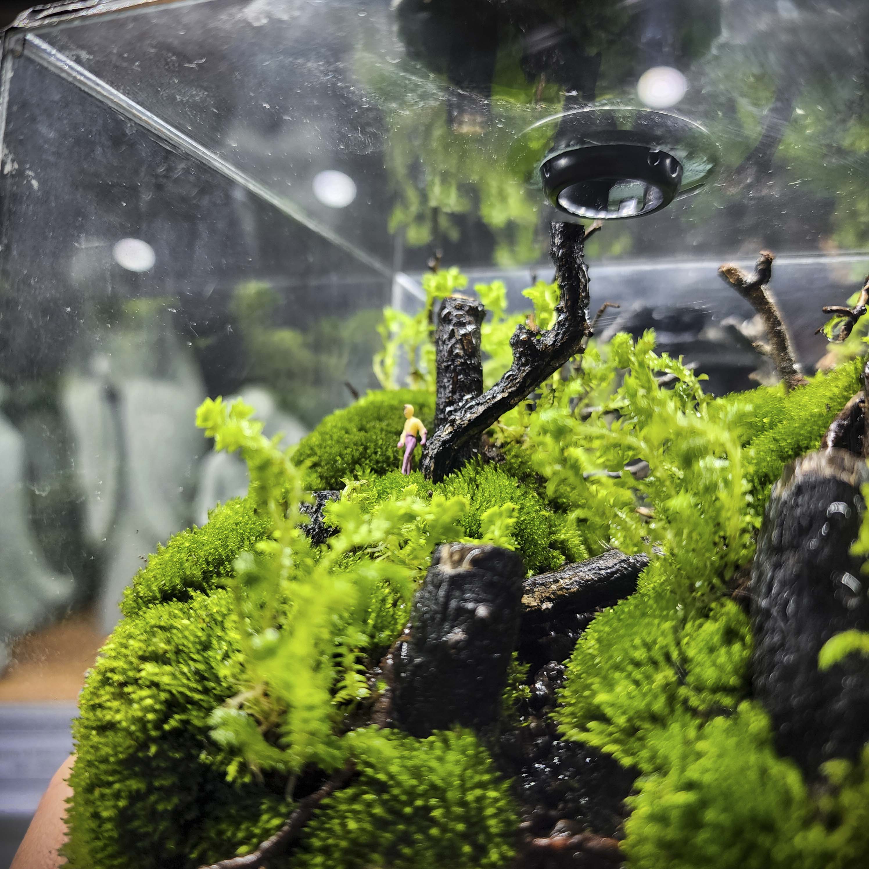 Terrarium cubic 10 "Dạo chơi"