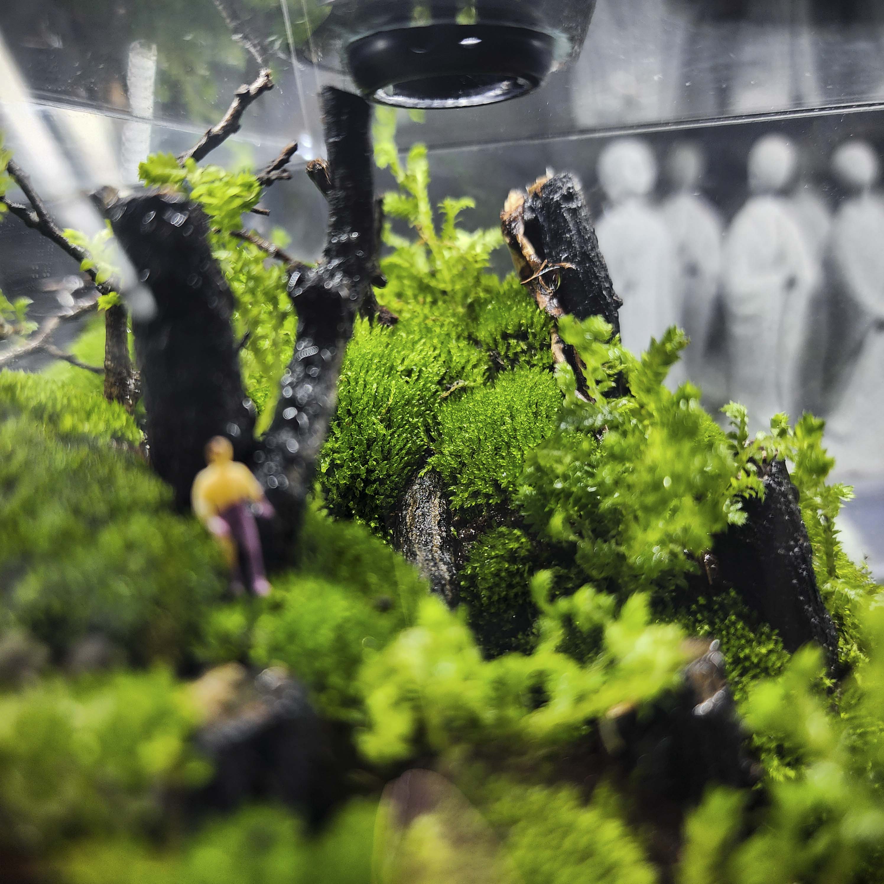 Terrarium cubic 10 "Dạo chơi"