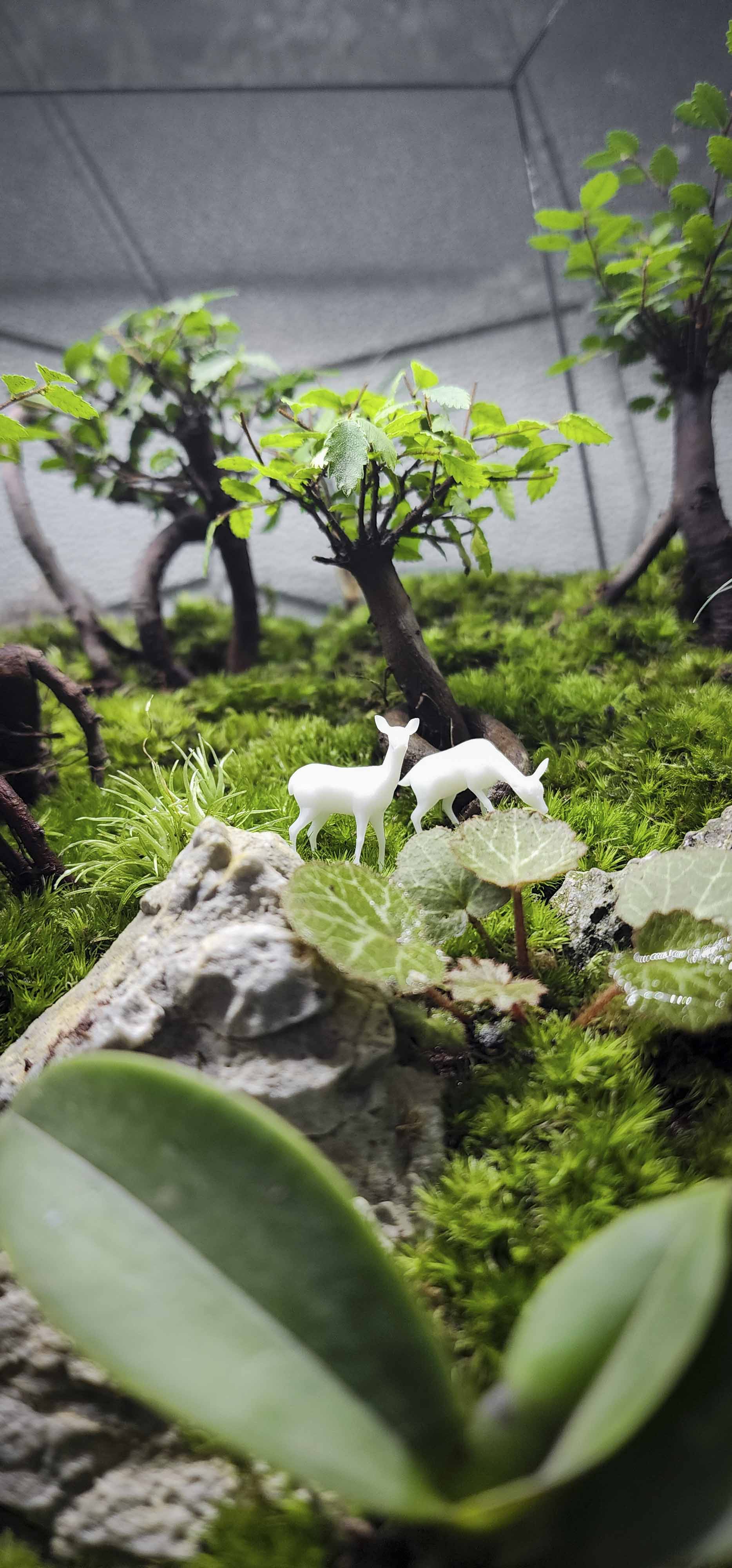 Terrarium Bus "rừng cây Du"