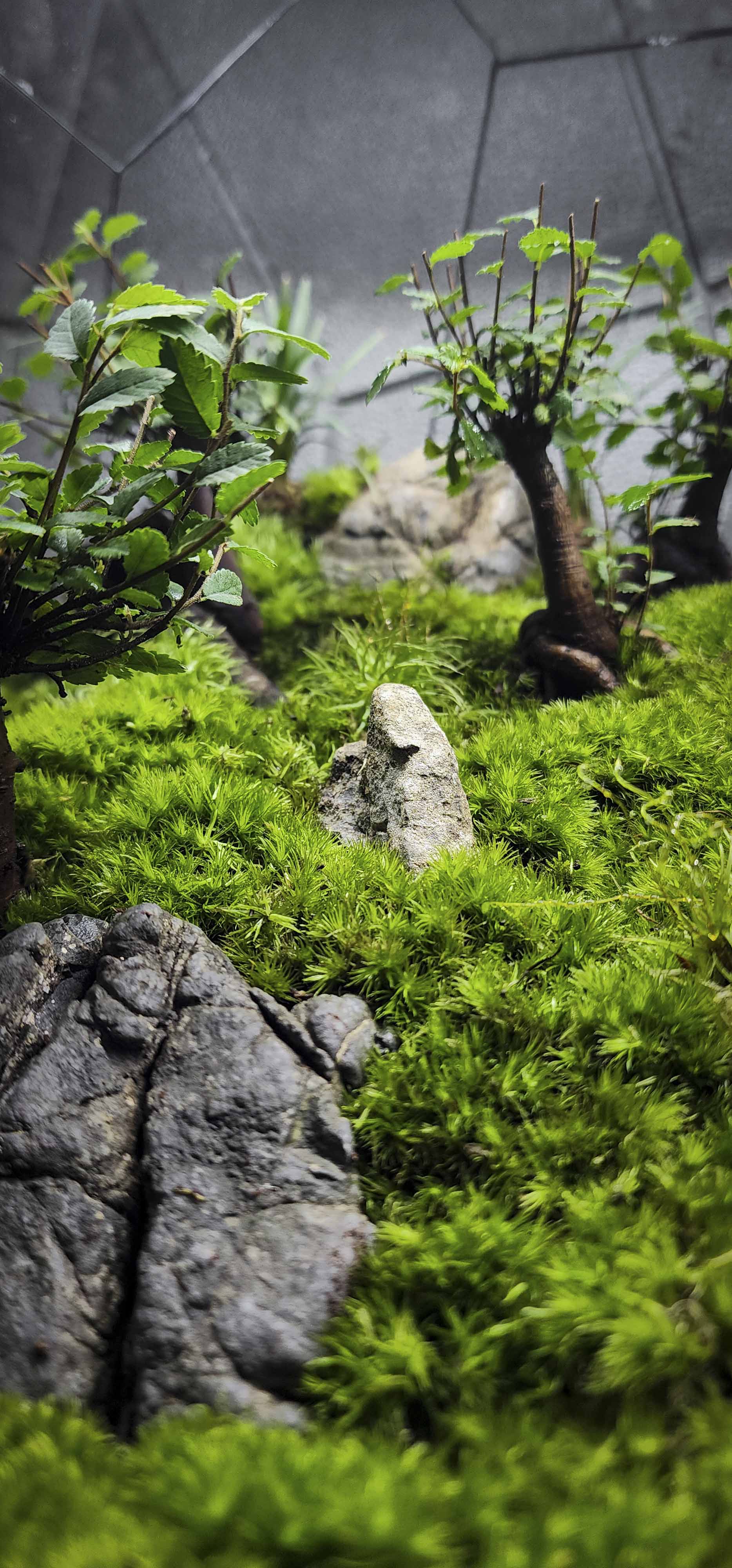 Terrarium Bus "rừng cây Du"
