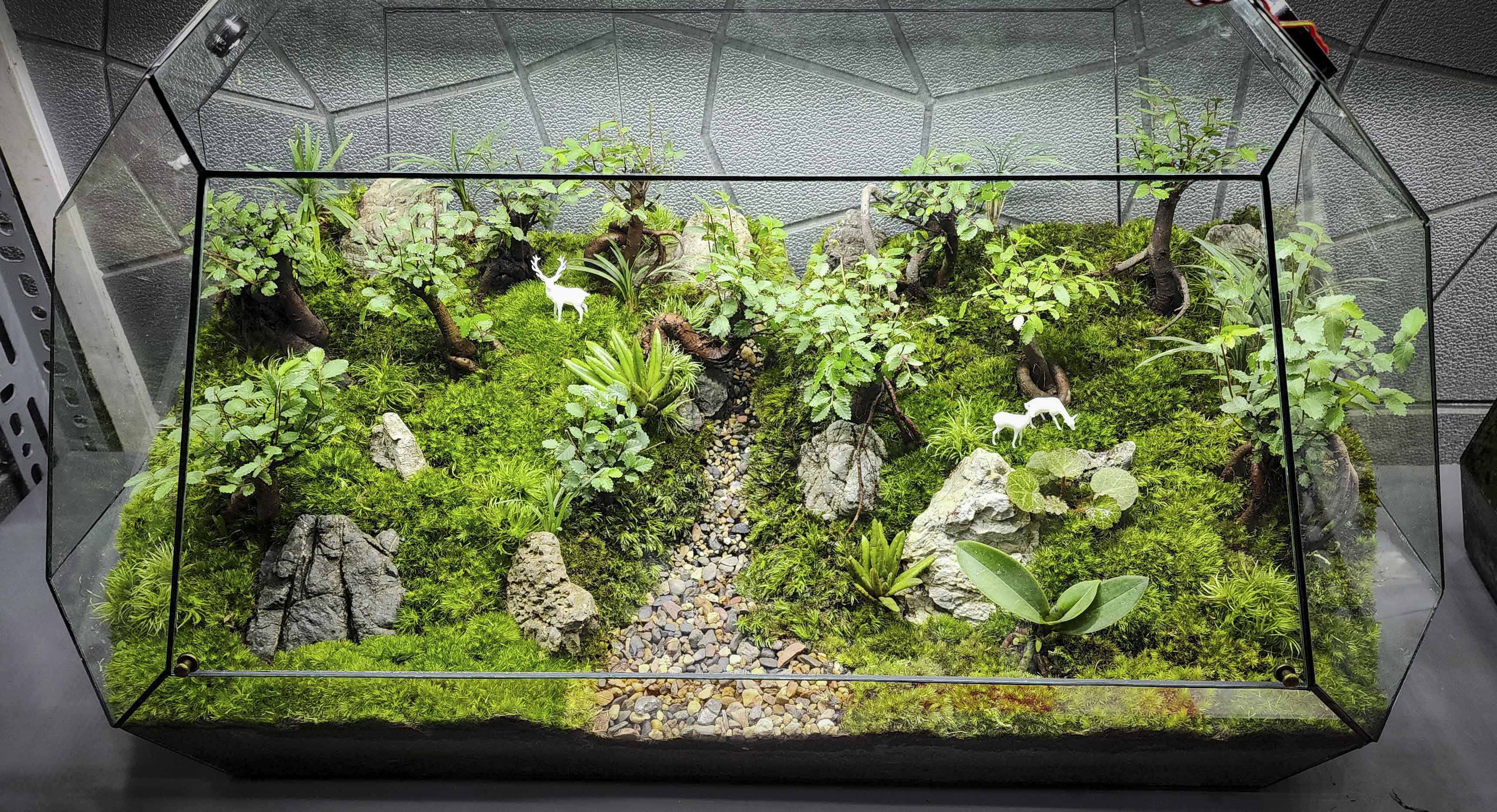 Terrarium Bus "rừng cây Du"