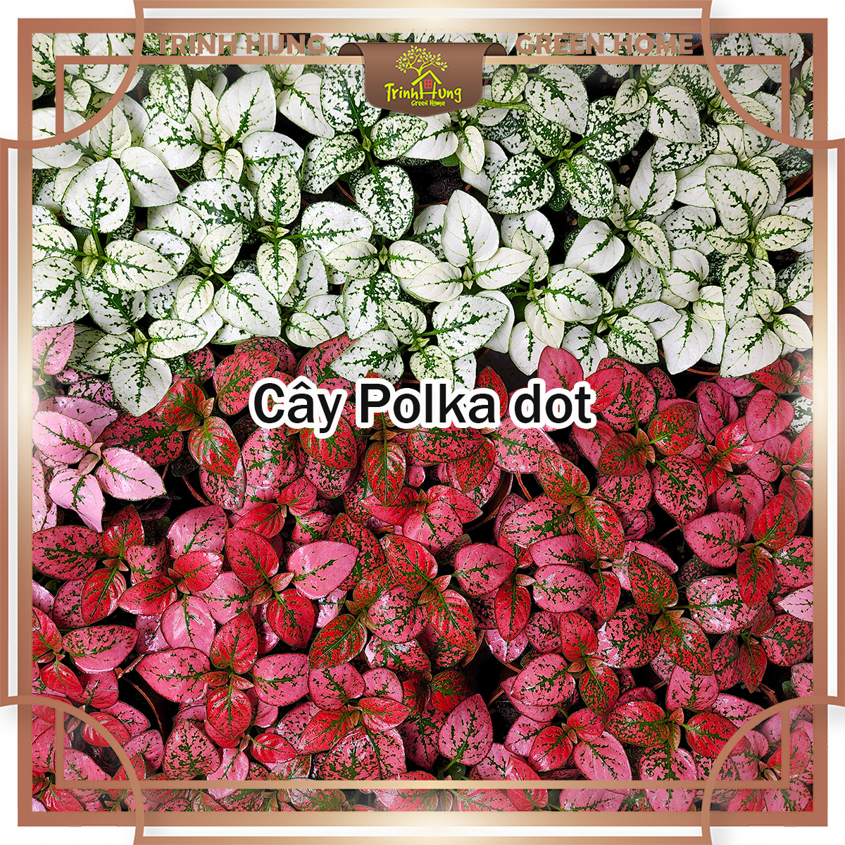 Cây Polka dot (Hypoestes phyllostachya), cây chấm bi