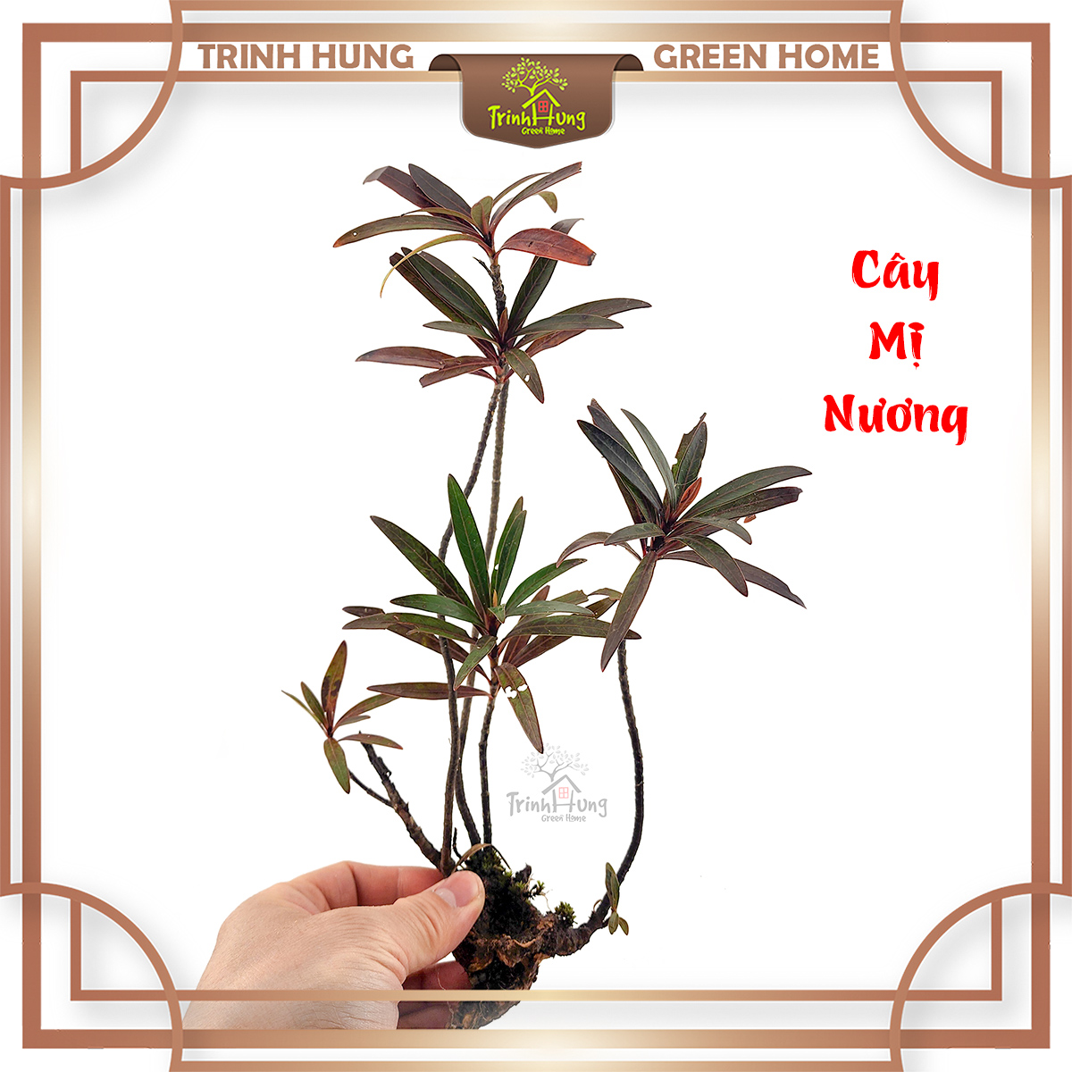 Cây mị nương