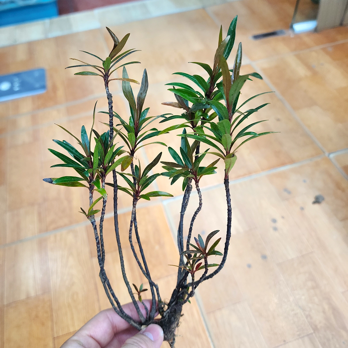 Cây mị nương