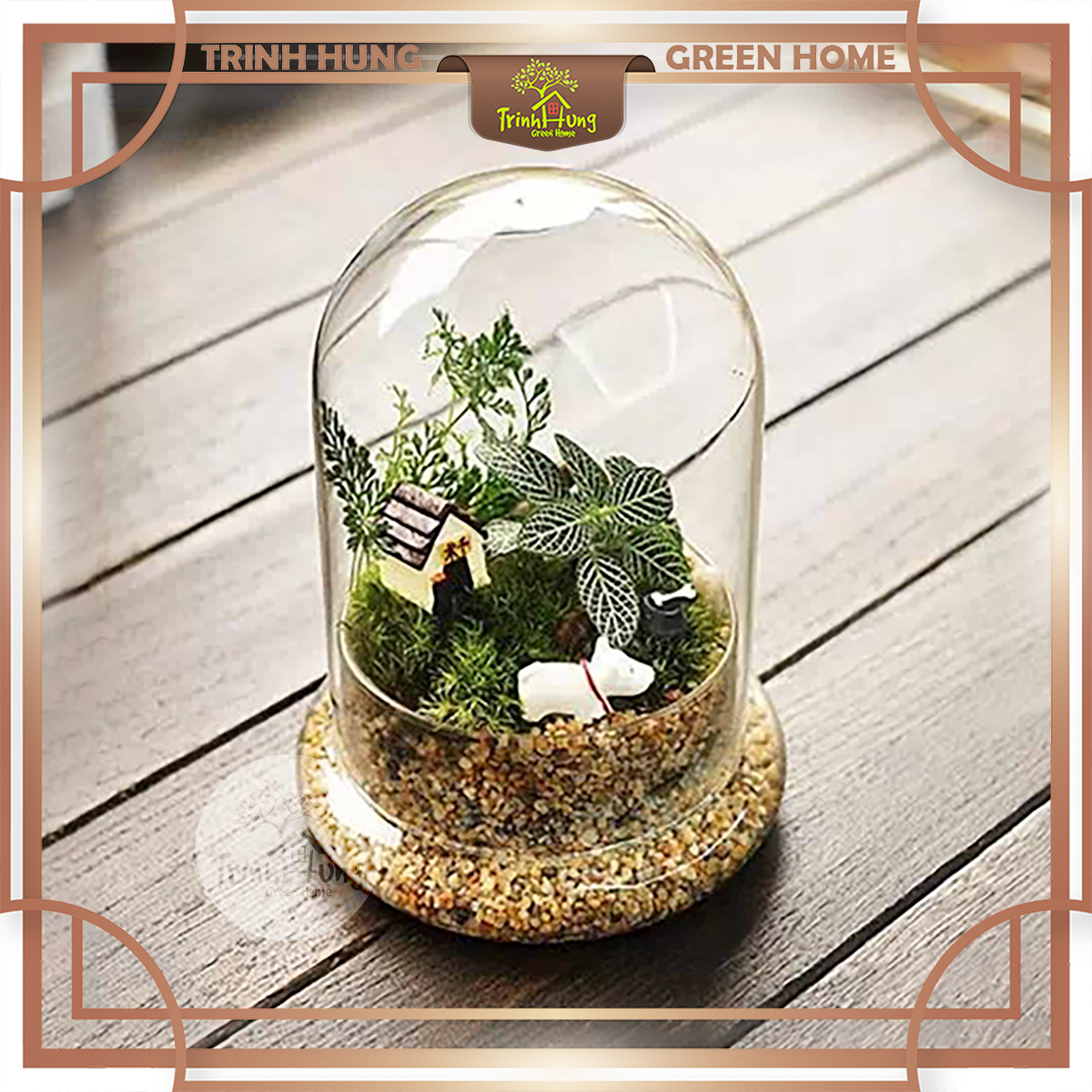 Bình thủy tinh Terrarium chuông nắp chụp