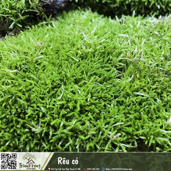 Rêu cỏ hộp 2 lớp