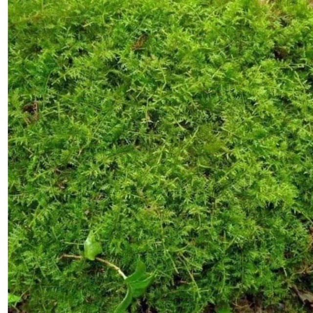 Rêu trác bá khỏe đẹp, dễ phối tiểu cảnh, bán cạn, Terrarium, bonsai
