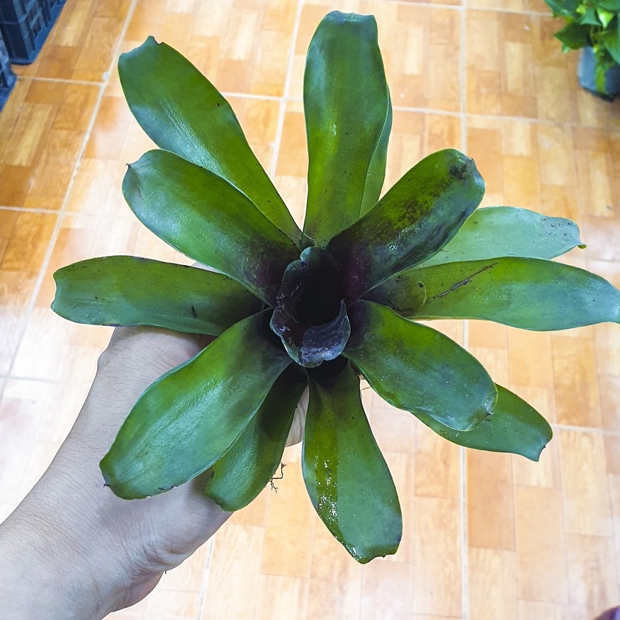 Dứa màu nam mỹ - phối tiểu cảnh, bán cạn, terrarium