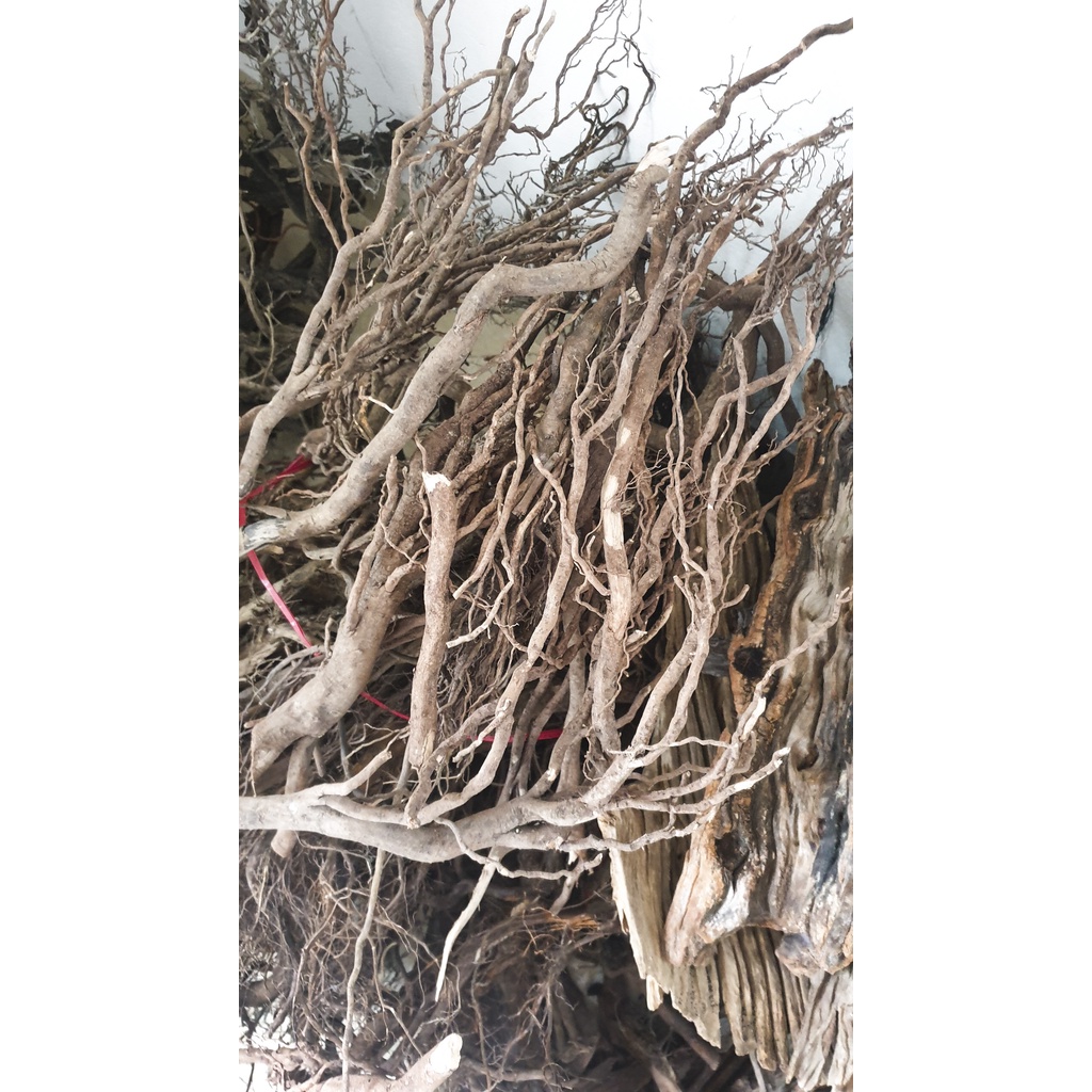 Rễ rừng setup bể thủy sinh, bán cạn, Terrarium SL 100Gram