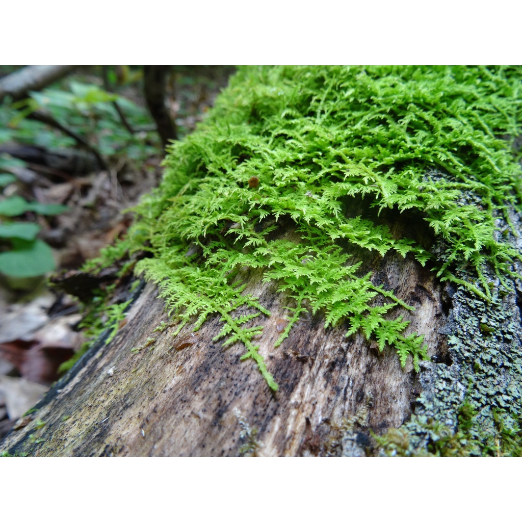 Rêu trác bá khỏe đẹp, dễ phối tiểu cảnh, bán cạn, Terrarium, bonsai