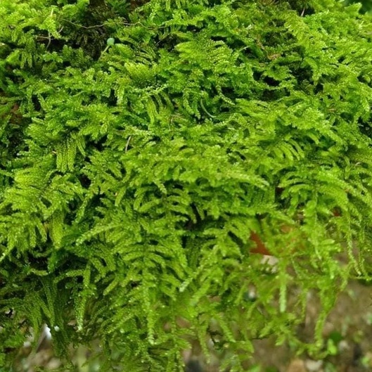 Rêu Weeping Việt khỏe đẹp, dễ phối tiểu cảnh