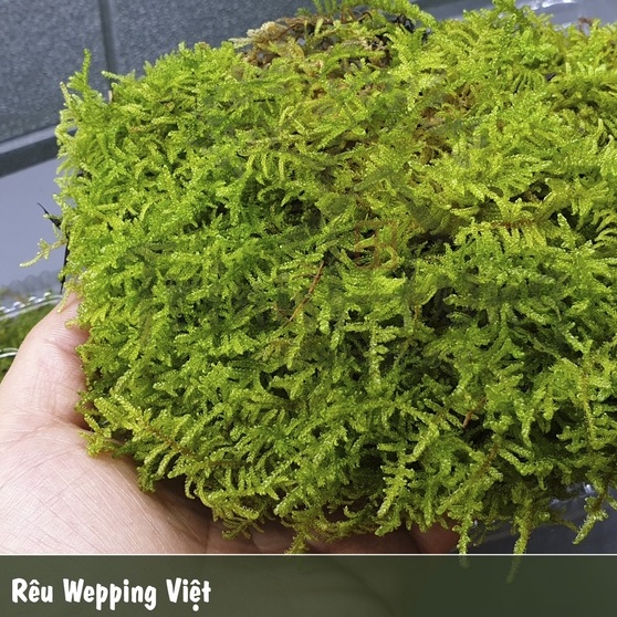 Rêu Weeping Việt khỏe đẹp, dễ phối tiểu cảnh