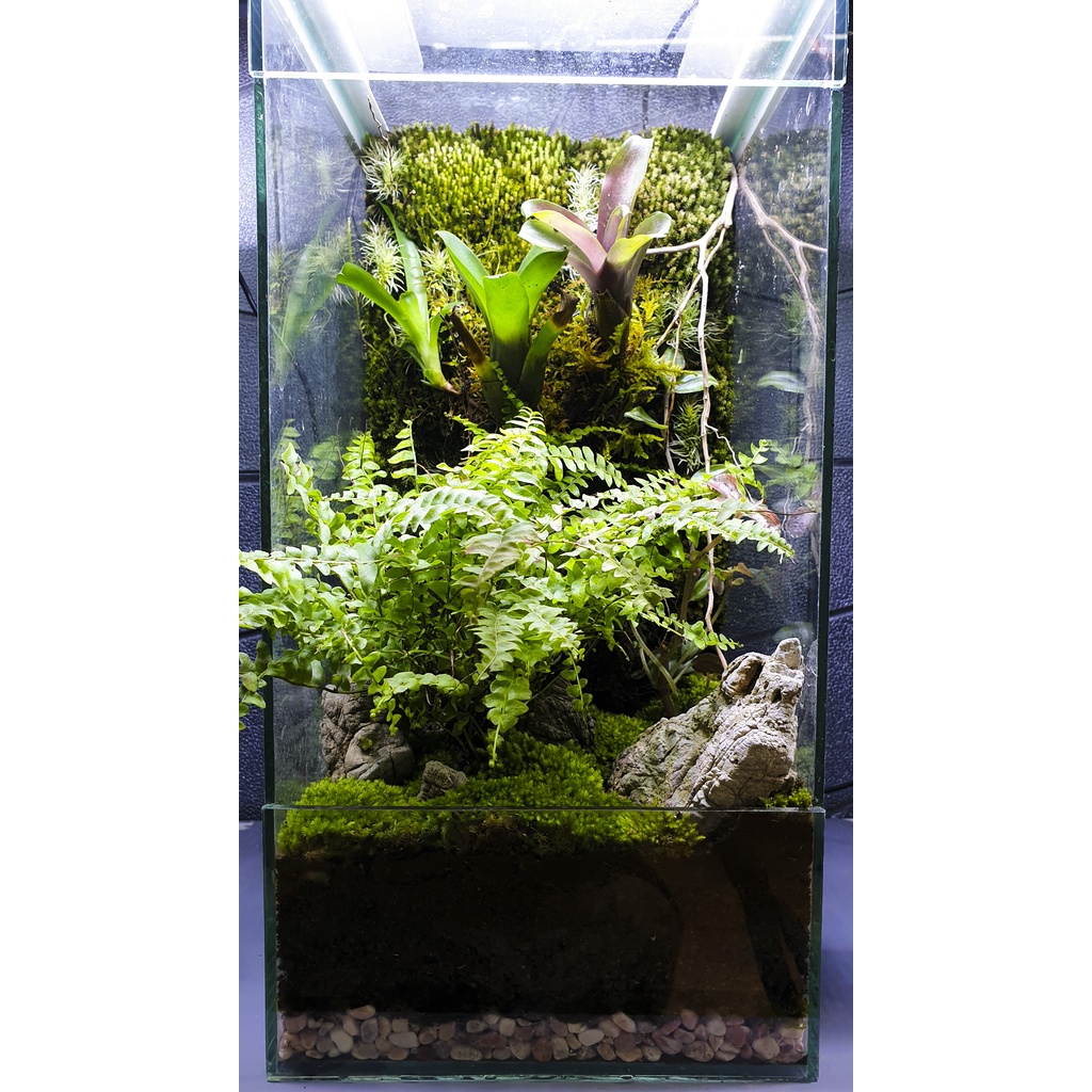 Đá da voi tuyển chọn size mini từ 3-15cm (1kg)