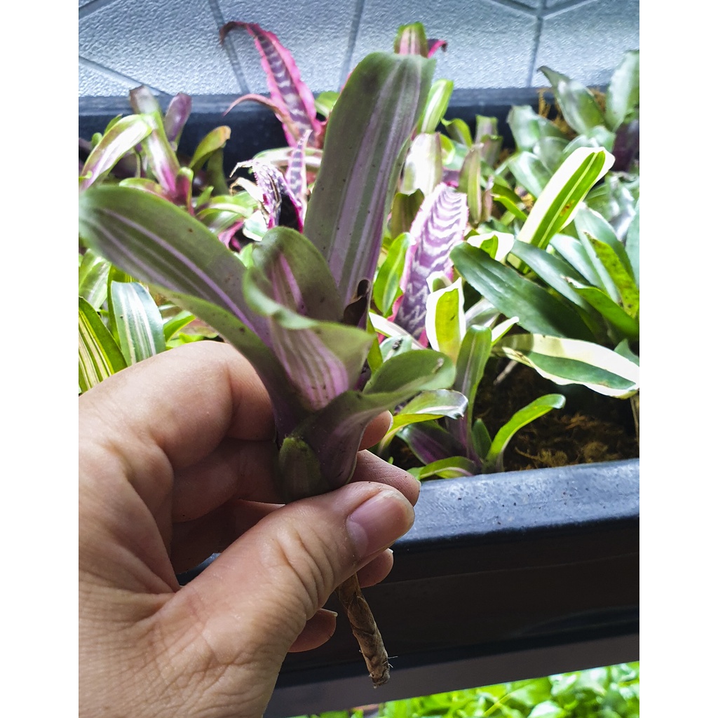 Dứa màu nam mỹ - phối tiểu cảnh, bán cạn, terrarium