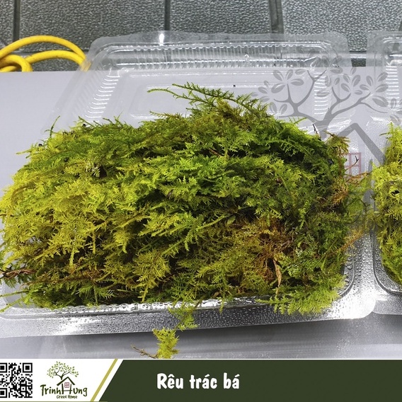 Rêu trác bá khỏe đẹp, dễ phối tiểu cảnh, bán cạn, Terrarium, bonsai