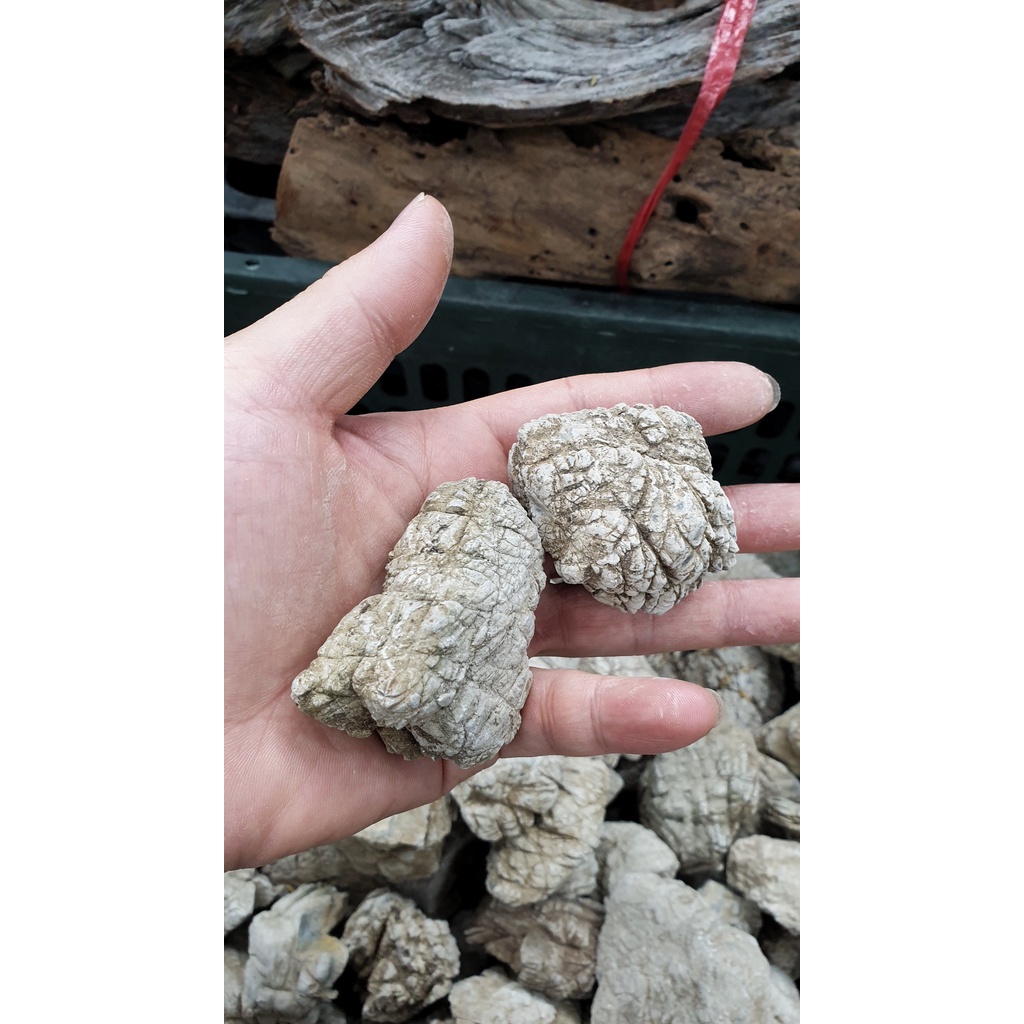 Đá da voi tuyển chọn size mini từ 3-15cm (1kg)