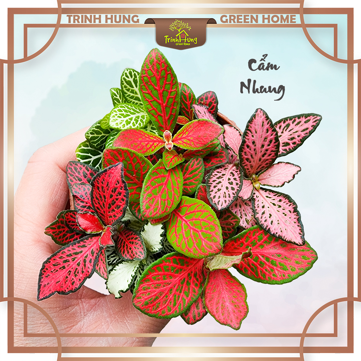 Cây Cẩm Nhung
