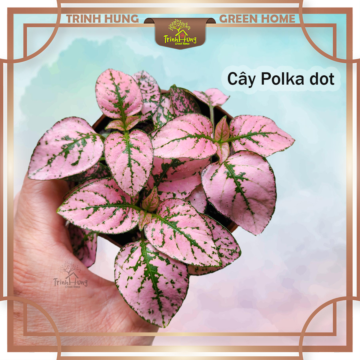 Cây Polka dot (Hypoestes phyllostachya), cây chấm bi