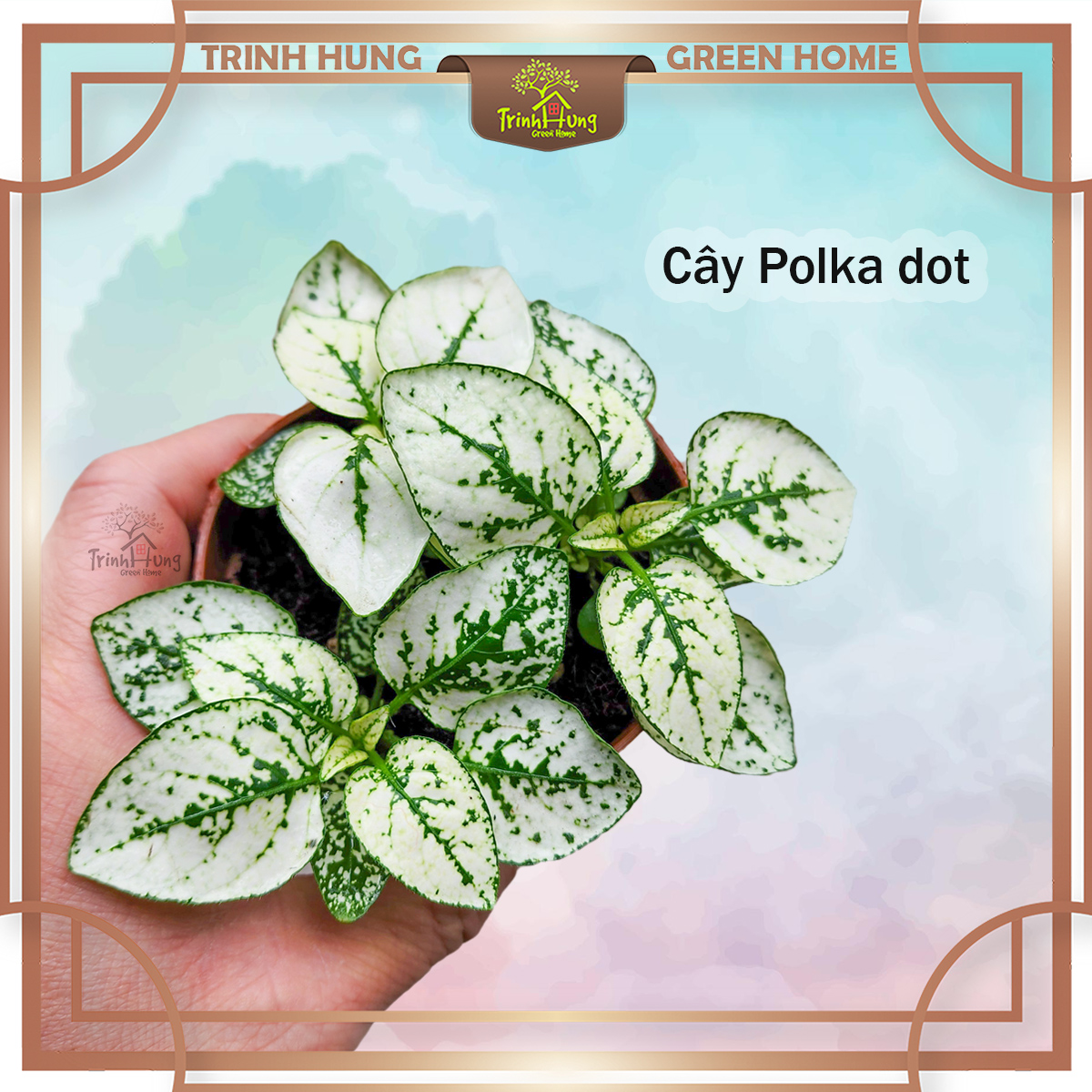 Cây Polka dot (Hypoestes phyllostachya), cây chấm bi