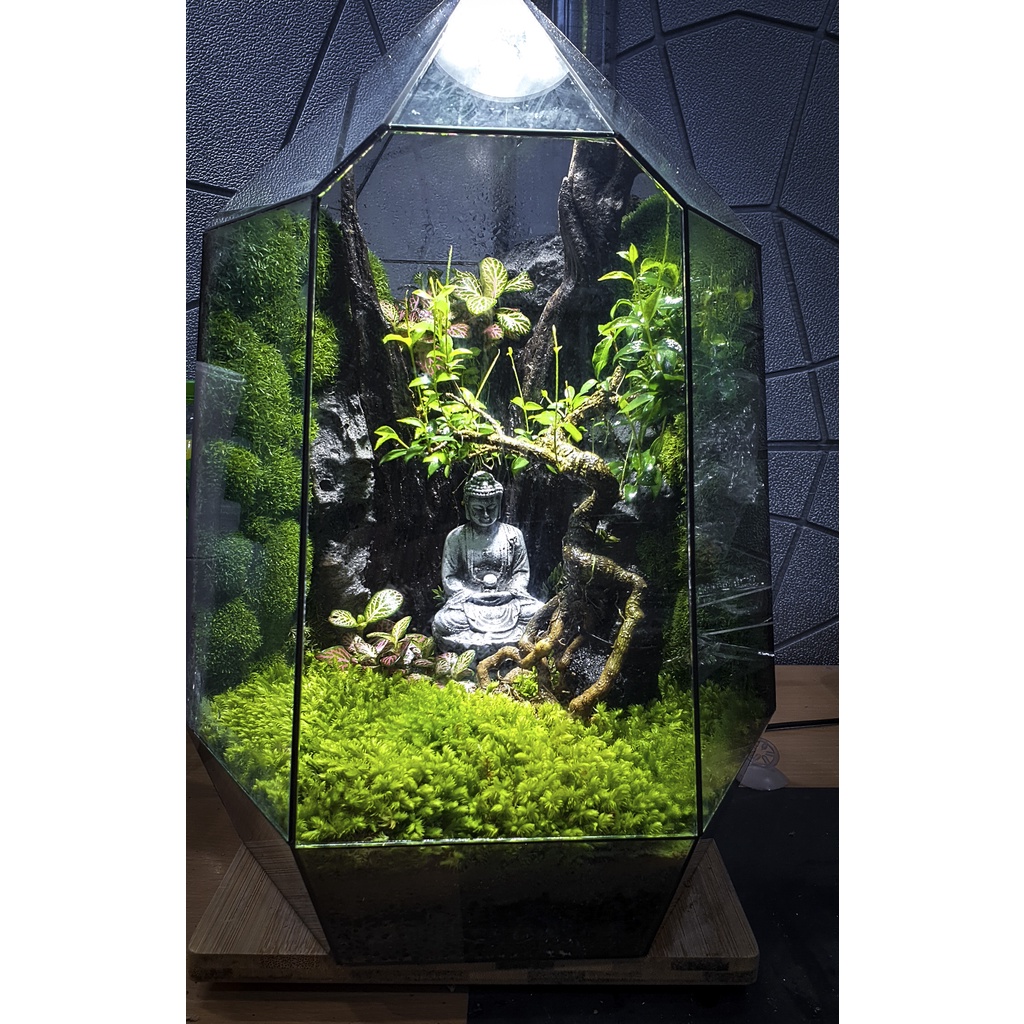 Rêu cỏ hộp 2 lớp