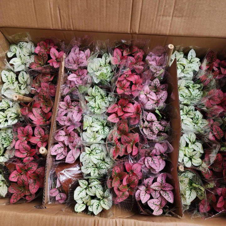 Cây Polka dot (Hypoestes phyllostachya), cây chấm bi