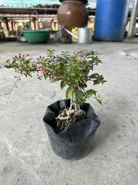 Cây hồng ngọc mai
