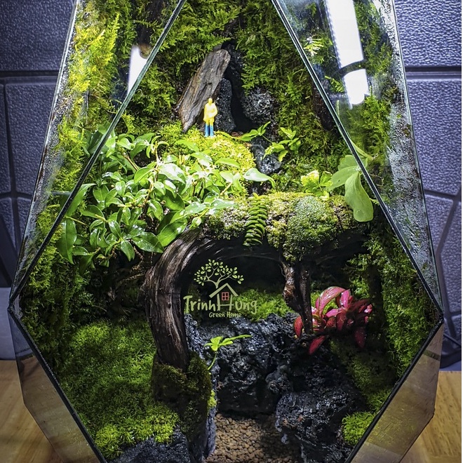 Đất kết dính.Adhesive soil - Chuyên dụng làm Terrarium, tường rêu, bán cạn, bon sai