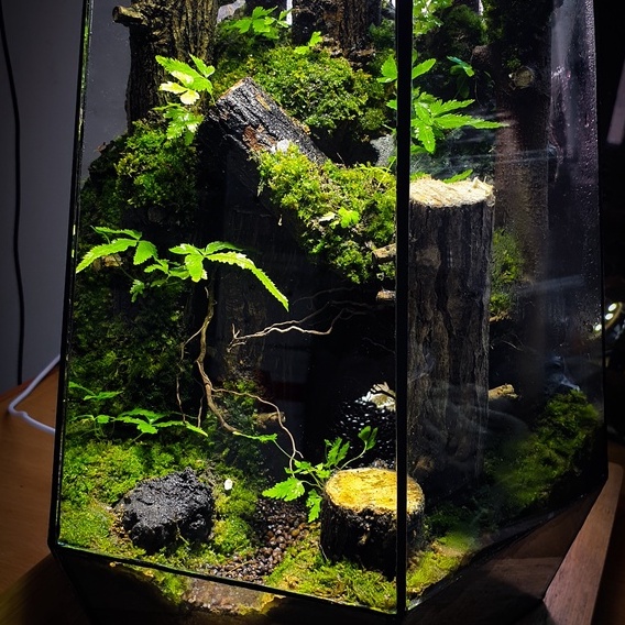 Đất kết dính.Adhesive soil - Chuyên dụng làm Terrarium, tường rêu, bán cạn, bon sai