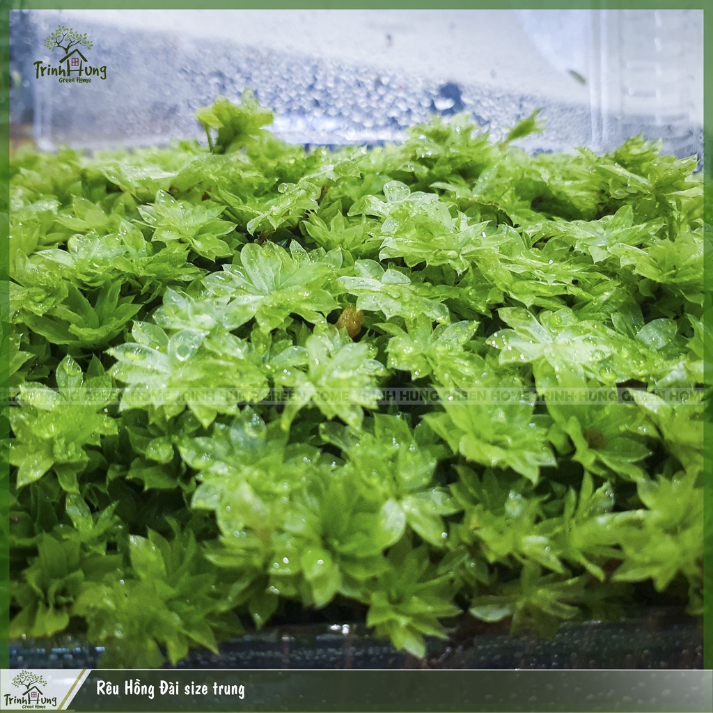 Rêu Hồng Đài size trung - Queen moss - loài rêu đẹp phối tiểu cảnh bán cạn, terrarium, bonsai