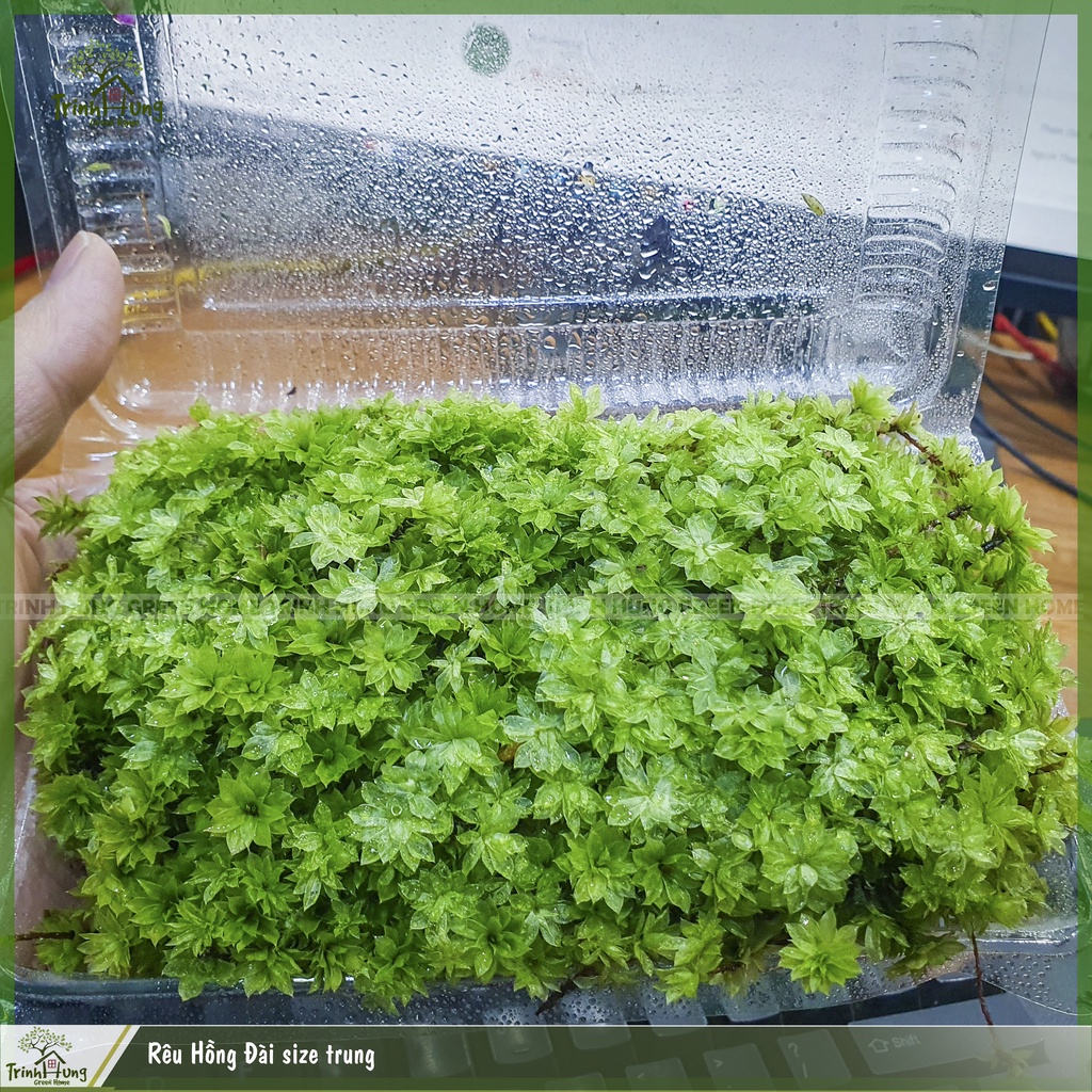 Rêu Hồng Đài size trung - Queen moss - loài rêu đẹp phối tiểu cảnh bán cạn, terrarium, bonsai
