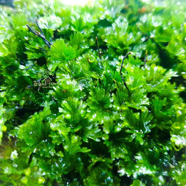 Dương xỉ bàn tay (Crepidomanes minutum)