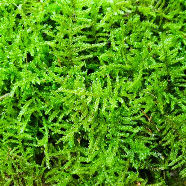Rêu Weeping Việt khỏe đẹp, dễ phối tiểu cảnh
