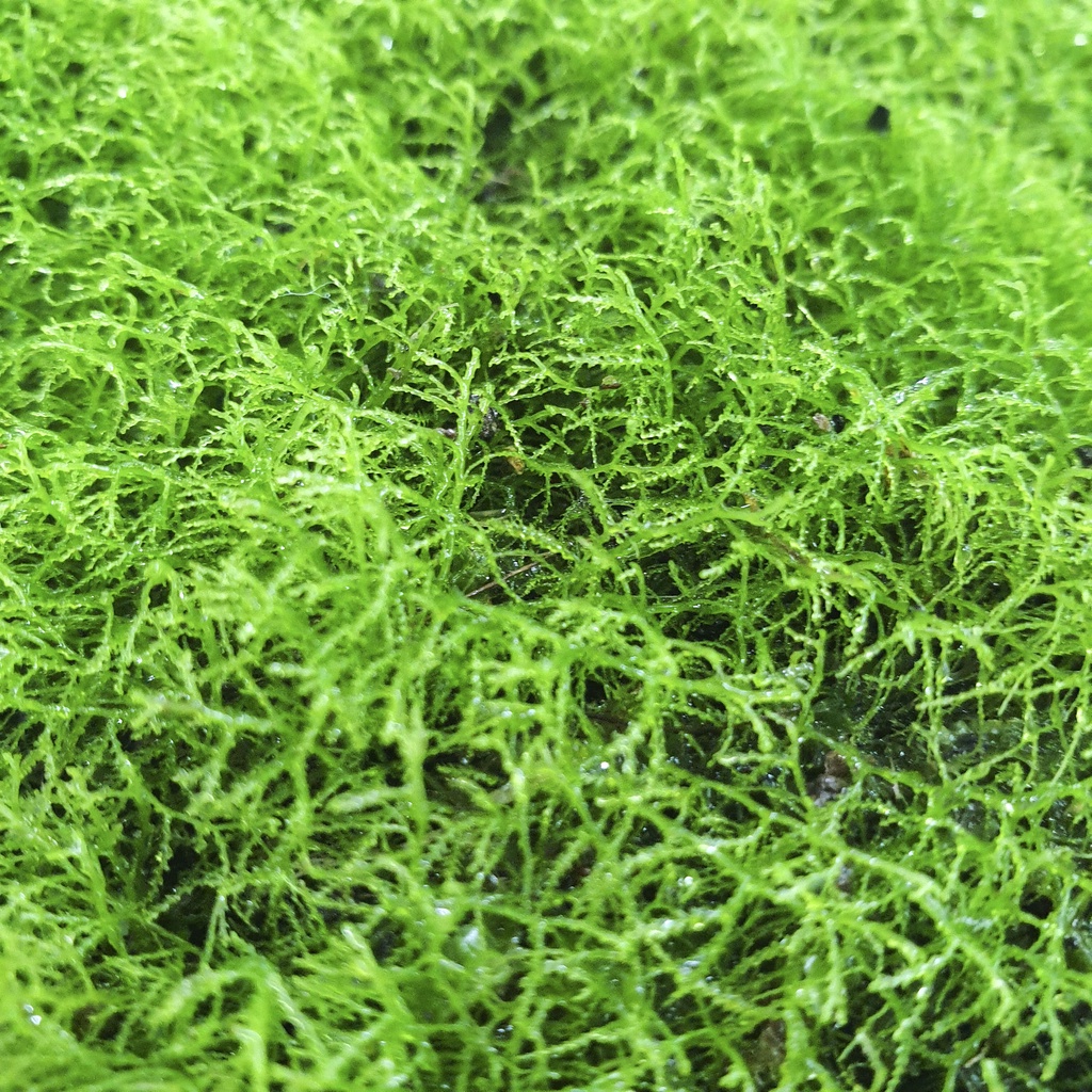 Rêu Ricca - Rêu thủy sinh, bán cạn, Terrarium