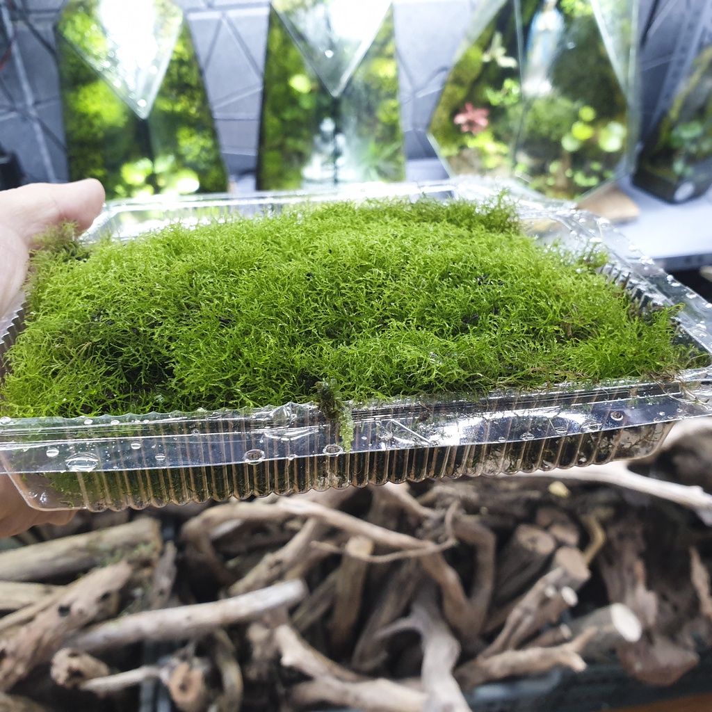 Rêu Ricca - Rêu thủy sinh, bán cạn, Terrarium