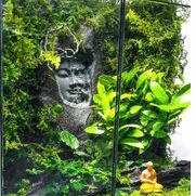 Rêu Weeping Việt khỏe đẹp, dễ phối tiểu cảnh