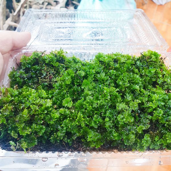 Dương xỉ bàn tay (Crepidomanes minutum)
