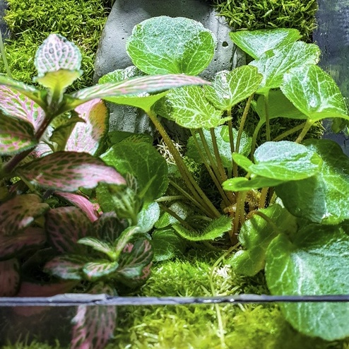Cây Hổ Nhĩ - cây thân bò có sức sống khỏe, trồng cảnh, phối bán cạn, terrarium