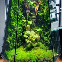 Rêu Weeping Việt khỏe đẹp, dễ phối tiểu cảnh