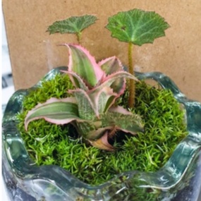 Cây Hổ Nhĩ - cây thân bò có sức sống khỏe, trồng cảnh, phối bán cạn, terrarium