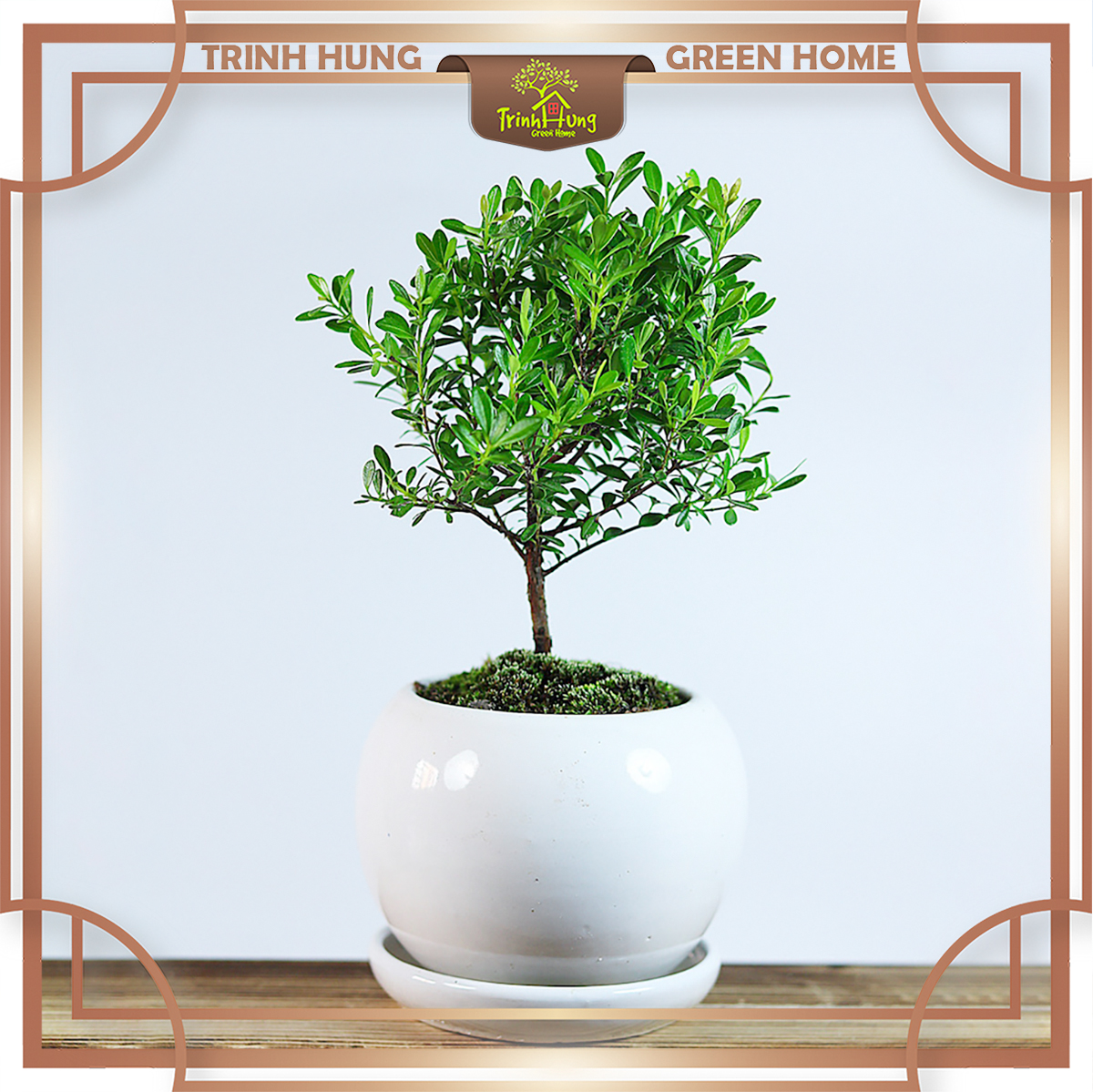 Cây tiểu diệp xích nam
