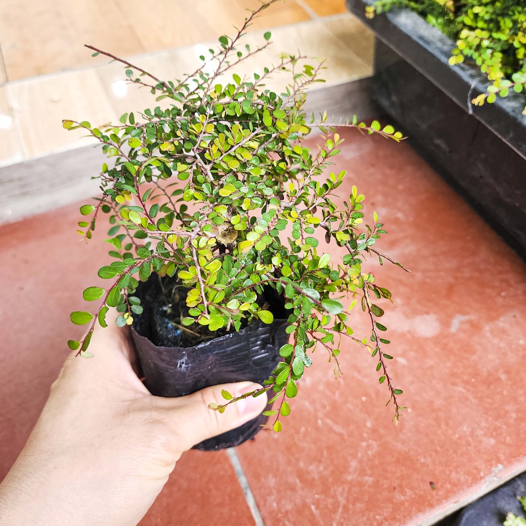 Cây sơn liễu mini