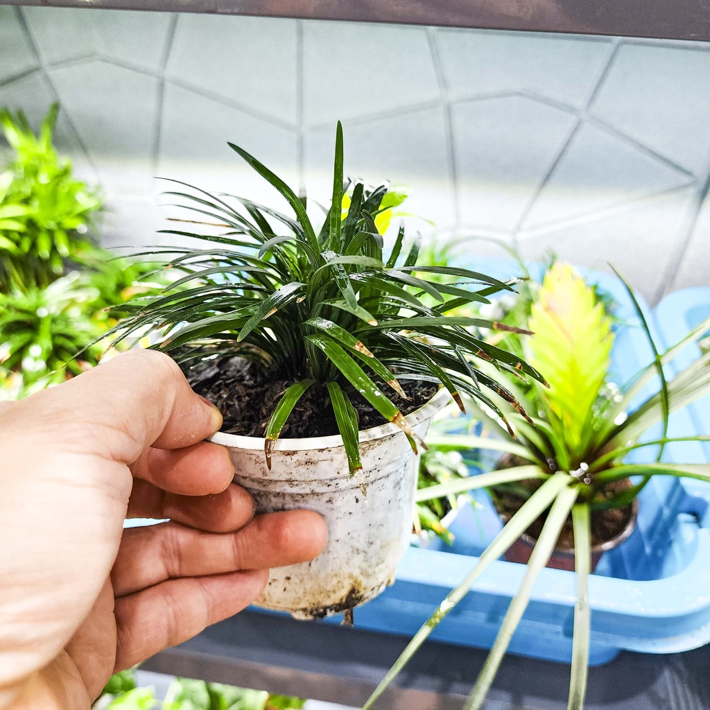 Cỏ gấu mỹ, hổ tu