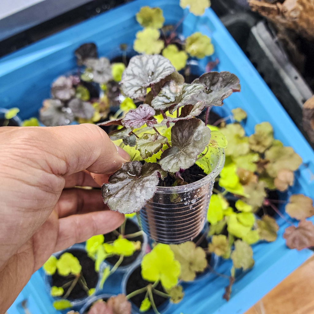 Cây chuông san hô (Heuchera) - cây trồng dễ phát triển, nhiều màu sắc