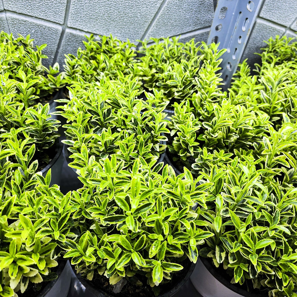 Cây bạch dương mini - cây cảnh đẹp, dễ trồng